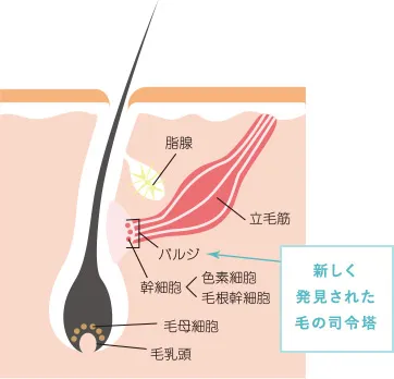 バルジ領域